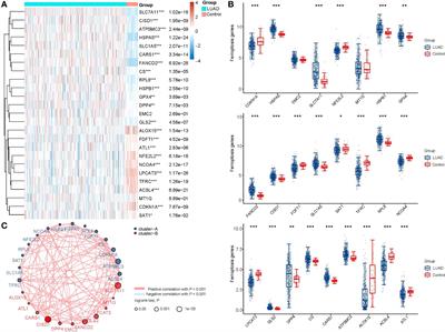 SLC7A11 inhibits ferroptosis and downregulates PD-L1 levels in lung adenocarcinoma